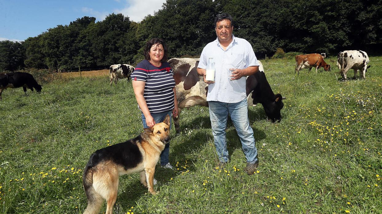 Antonio y Beti cuidan de sus vacas en Lalín, Pontevedra