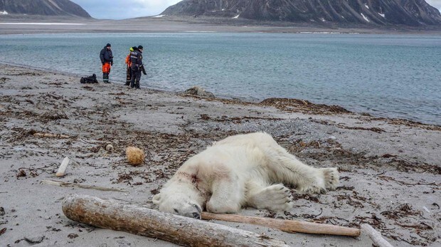 Matan a un oso polar tras el ataque a un trabajador de un crucero en el Ártico