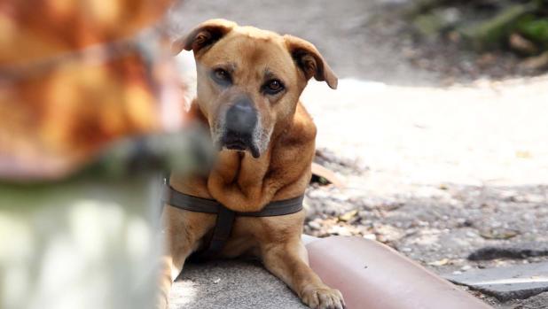 Detenido en Badajoz un falso veterinario mientras cortaba las orejas a un perro