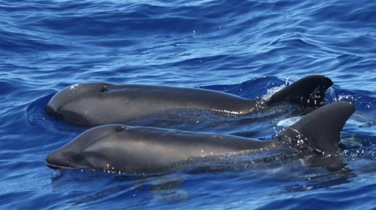 Imagen del híbrido de ballena y delfín
