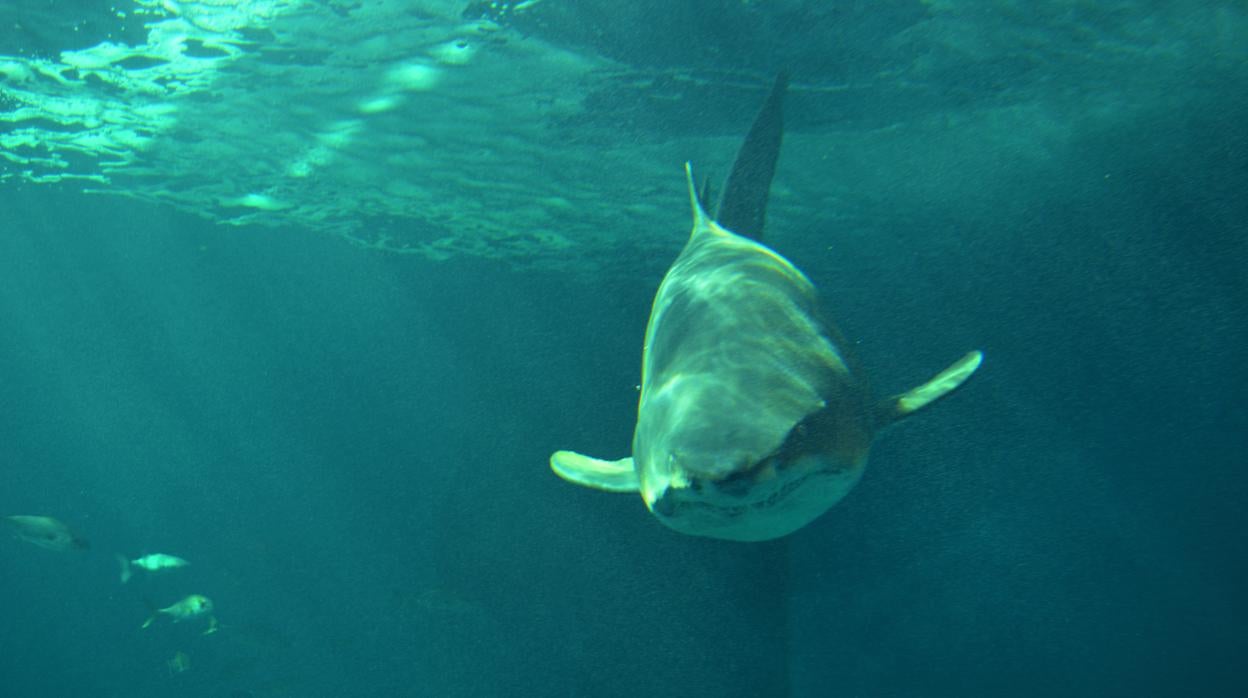 El tiburón Margarida en el Oceanario trás ser trasladada desde Zoomarine.