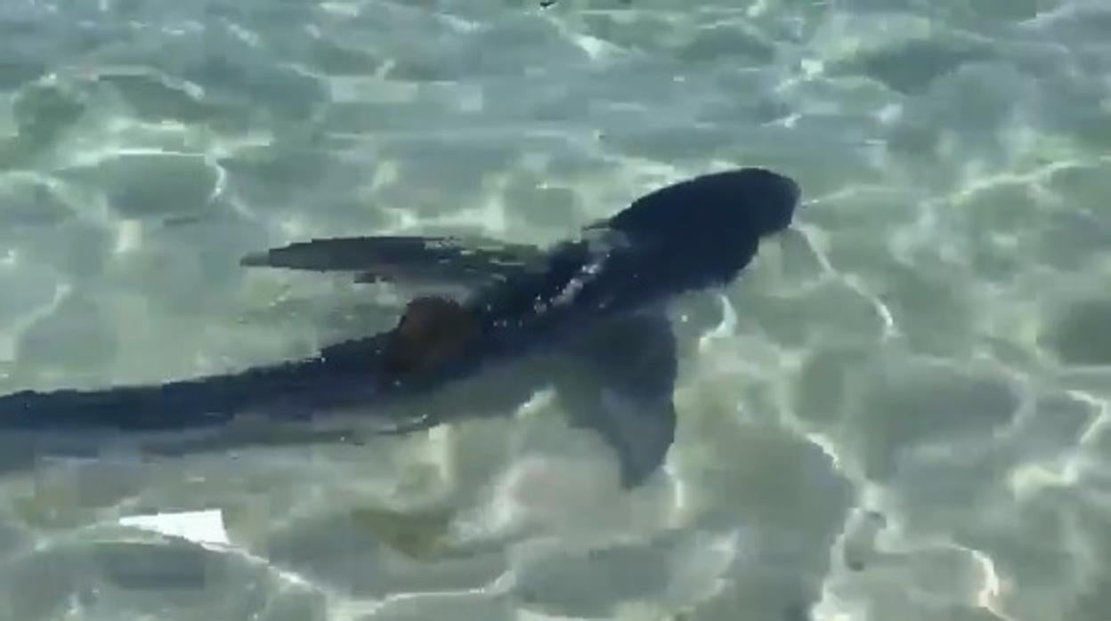 El tiburón avistado en la playa de Calas de Mallorca