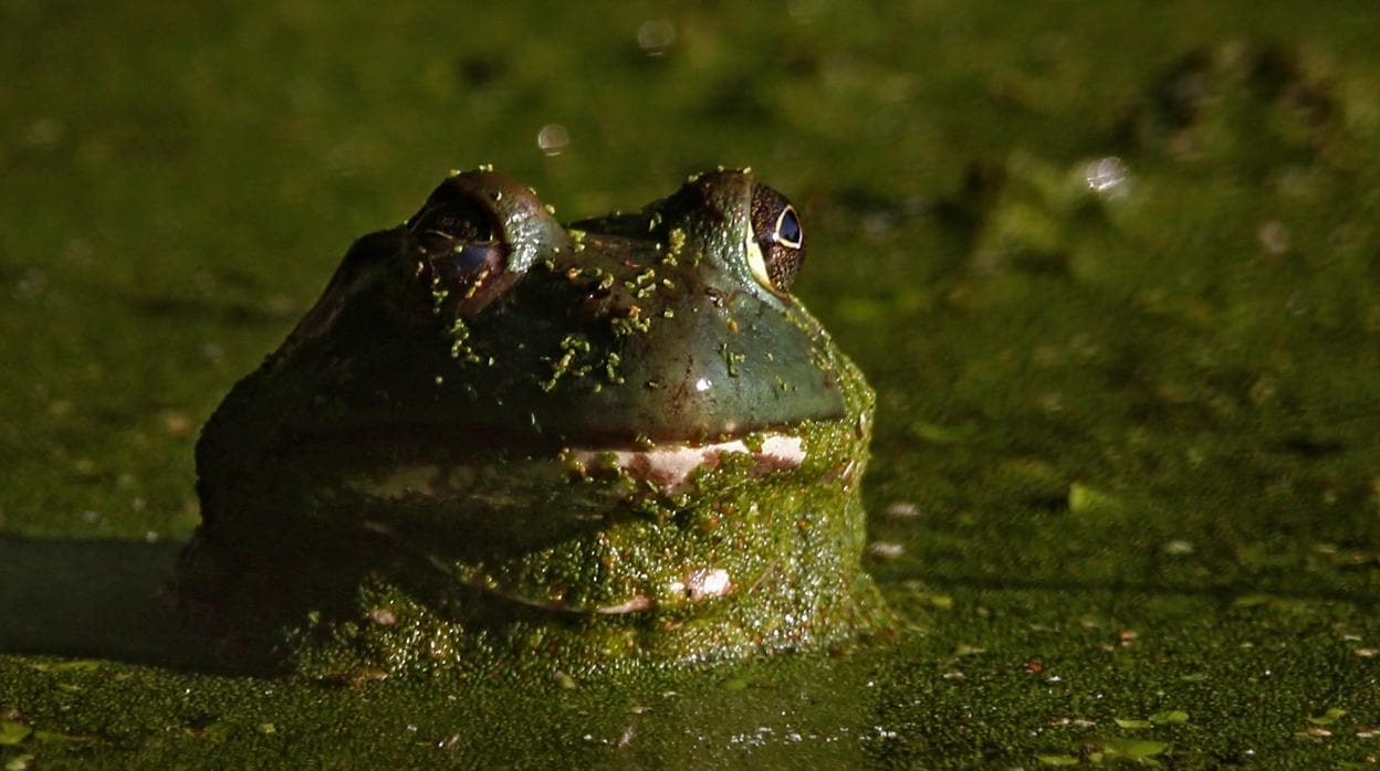 La peligrosa rana toro amenaza el Delta del Ebro: retiran 600 renacuajos desde junio
