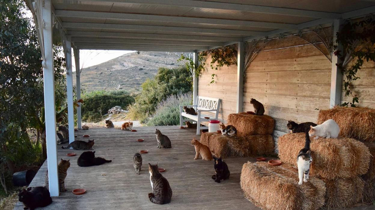 Una ONG ofrece 500 euros por cuidar de 55 gatos en la isla griega de Syros