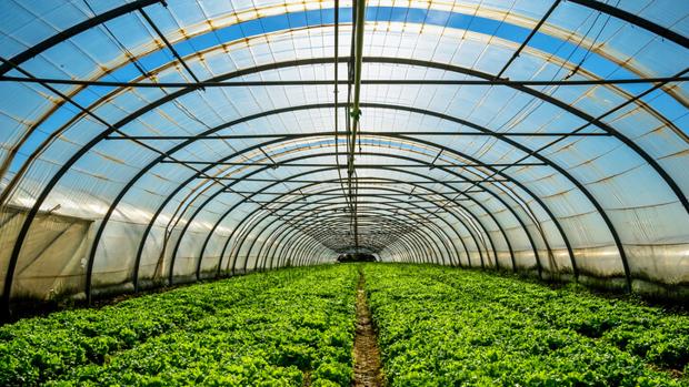 Pesticidas y tráfico, la tormenta perfecta que favorece el ELA
