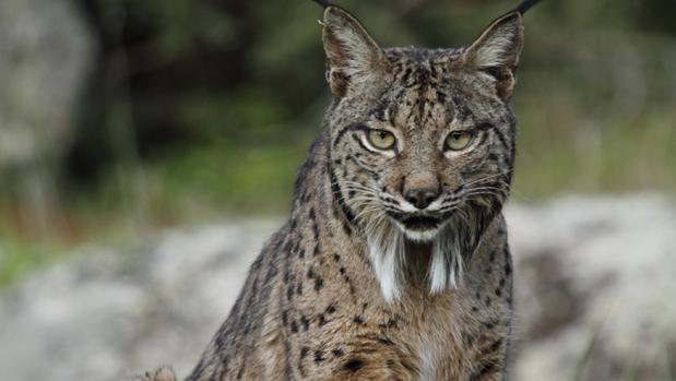 Los 29 linces ibéricos evacuados del incendio del Algarve son protegidos en España