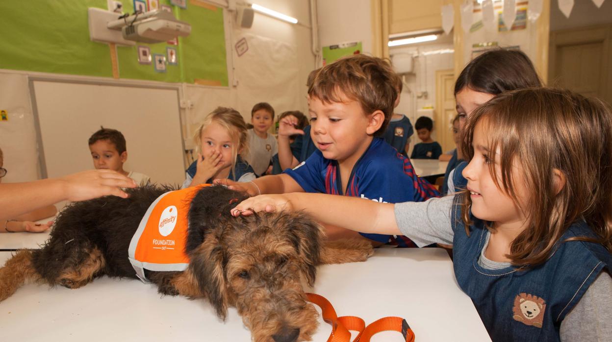 Cuatro perros de terapia de la Fundación Affinity estaban a la hora de entrada de los niños para jugar con ellos