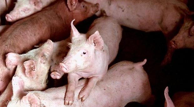 Europa se prepara para hacer frente a un brote de peste porcina