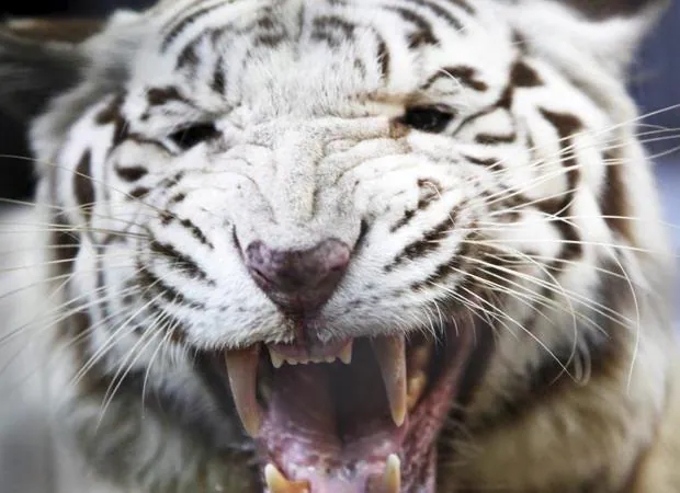 tigre blanco comiendo