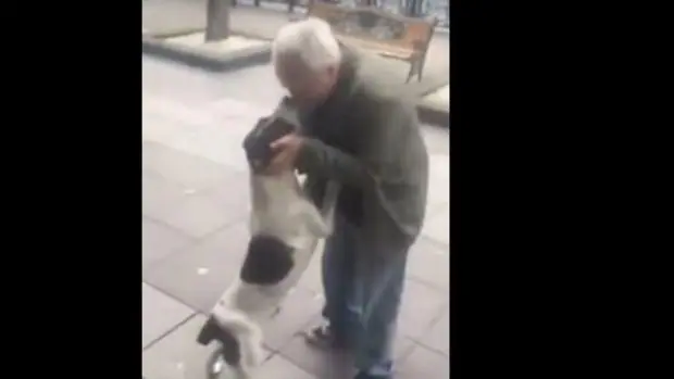 YouTube: El conmovedor reencuentro entre un perro y su dueño tras tres años perdido