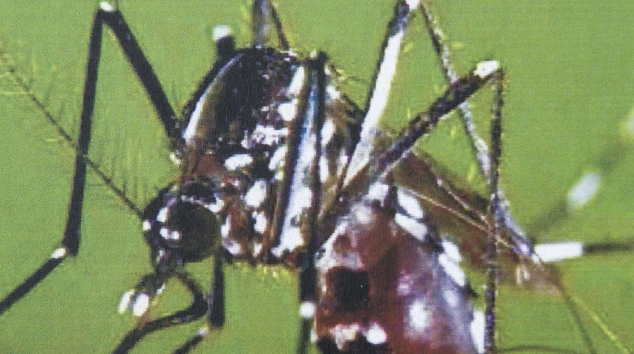 Aedes albopictus, popularmente conocido como mosquito tigre