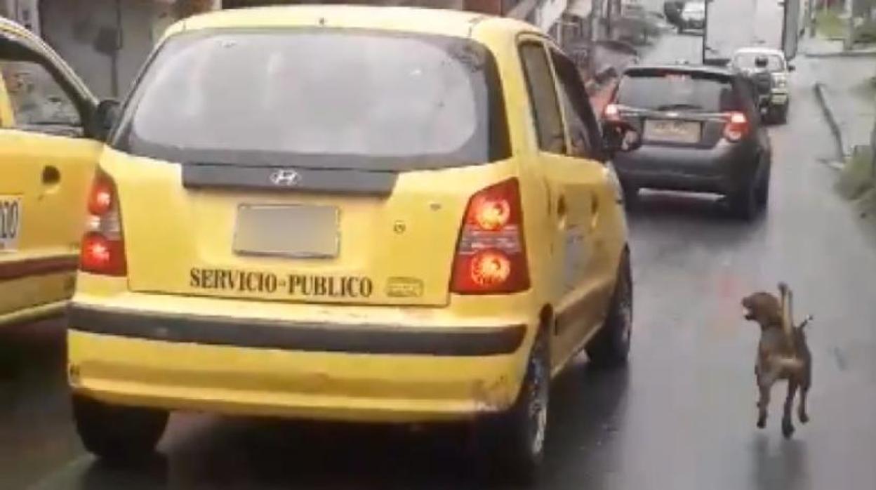La desesperada persecución de un perro al taxi en el que viaja la mujer que lo acaba de abandonar
