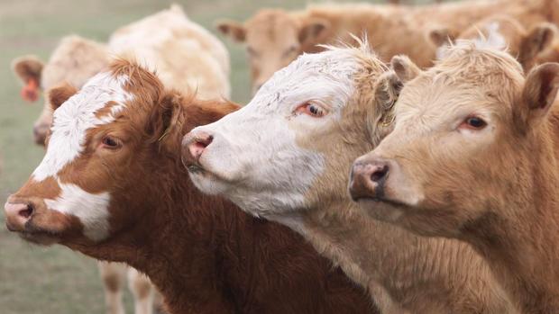 El mal de las «vacas locas» reaparece en Europa, ahora en una granja de Escocia