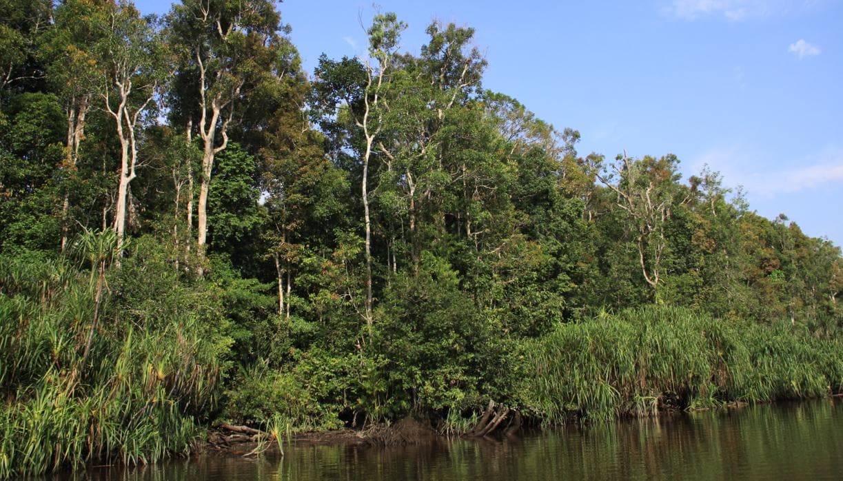 El Parque Nacional de Tanjung Puting, Reserva de la Biosfera con 6.000 orangutanes y miles de especies animales y vegetales en la isla de Borneo, está rodeado de plantaciones de aceite de palma