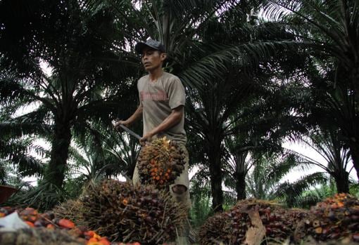 Heri trabajaba en una empresa eléctrica de Java, pero cerró y tiene que ganarse la vida en las plantaciones de aceite de palma