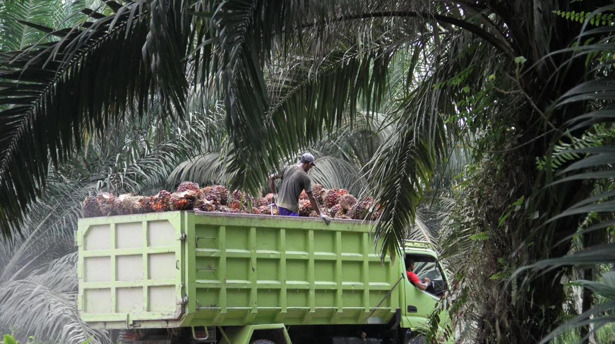 Cargado hasta los topes, un camión transporta los racimos de dátiles dentro de una plantación de aceite de palma