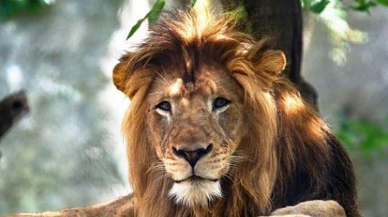 Una leona mata al padre de sus tres crías en un zoo de Indianápolis