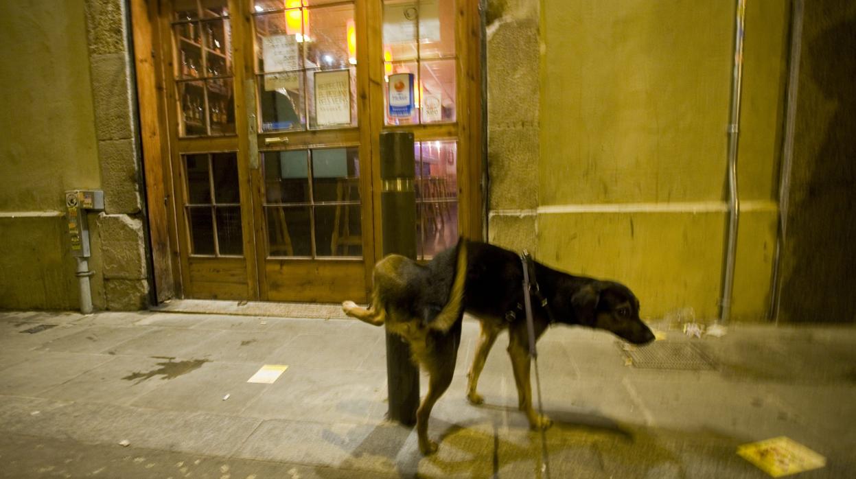 Un perro orina en las calles de Barcelona