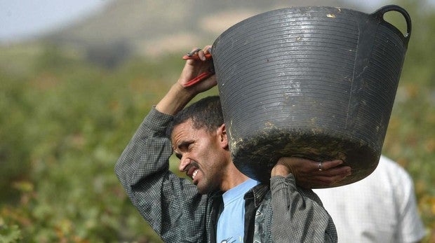 Cáritas denuncia que la mitad de los temporeros cobran todo o parte del salario en «negro»