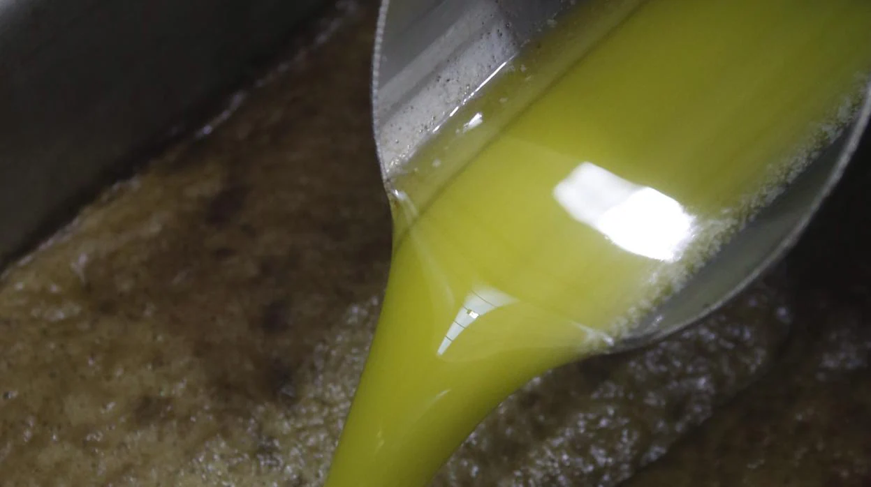 El proceso que convierte a un aceite de oliva en un producto premium