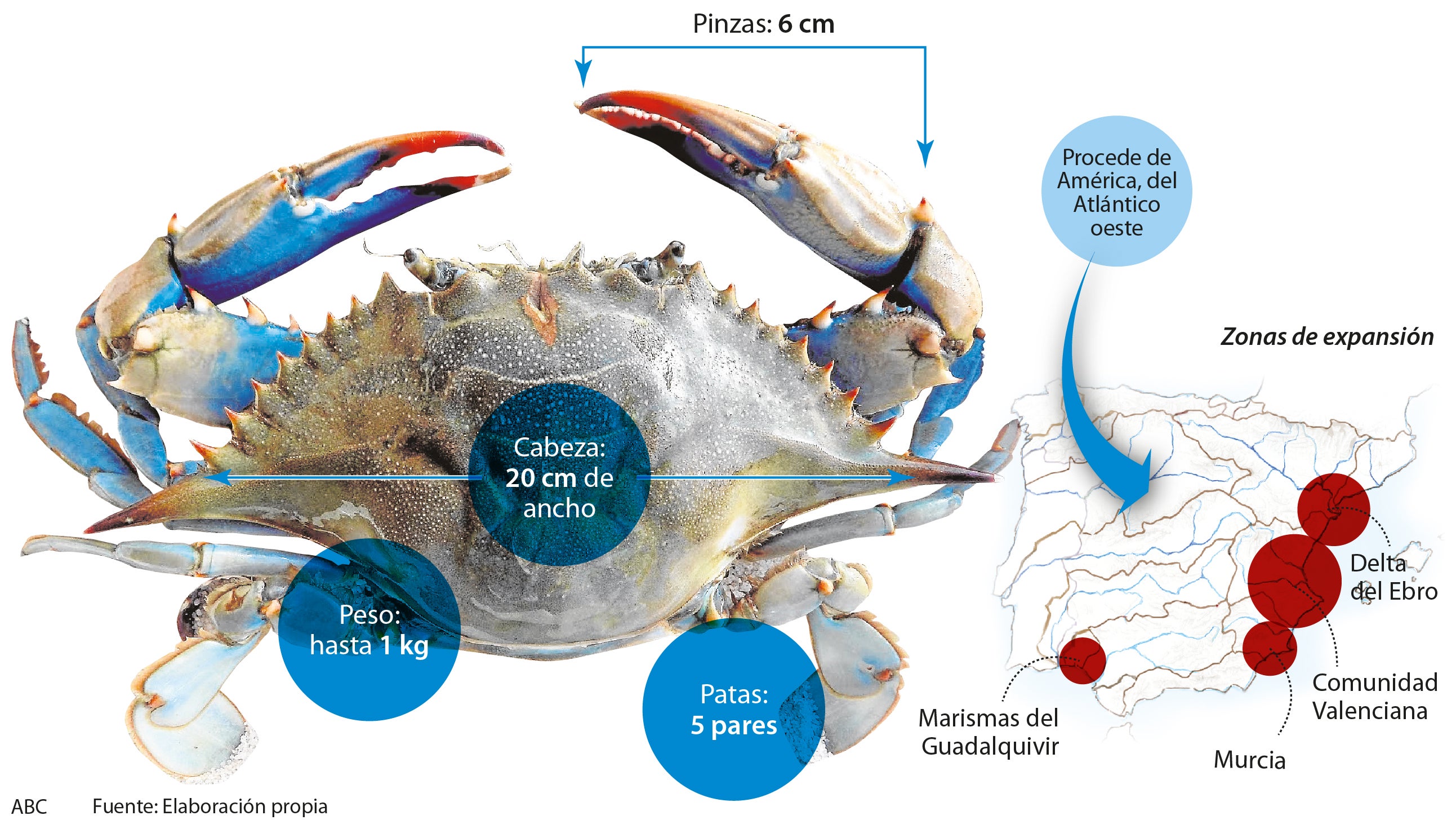 El invasor más voraz llega al plato