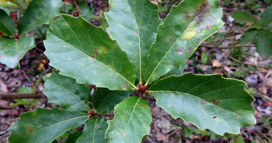 Quercus lusitanica, también conocido como roble enano