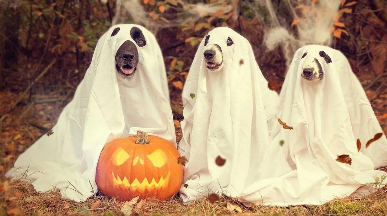 ¿Debemos celebrar Halloween con nuestras mascotas?