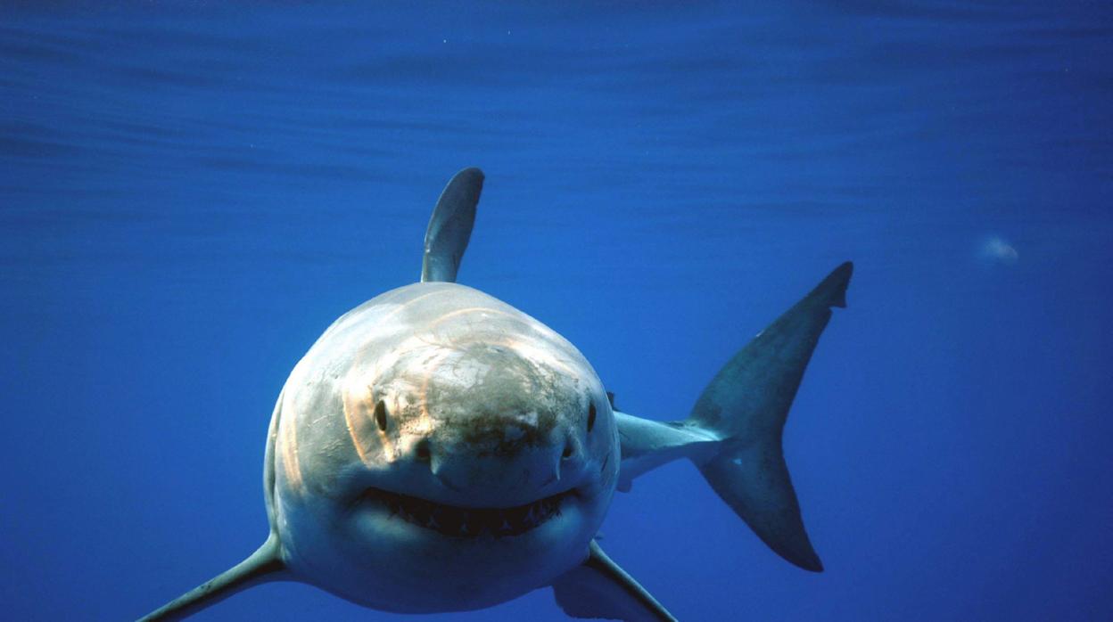 Muere un hombre por el ataque de un tiburón en unas islas turísticas de Australia