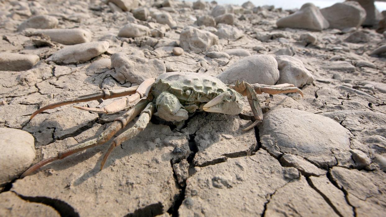 La sequía en el río Rin, acuciante