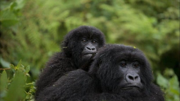 El gorila de montaña y la ballena de aleta dejan de estar en peligro crítico extinción