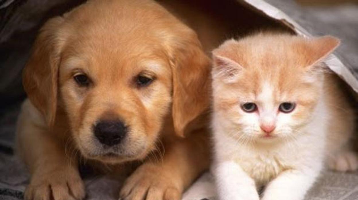 Reino Unido prohibirá a las tiendas de mascotas vender cachorros y gatos de menos de seis meses