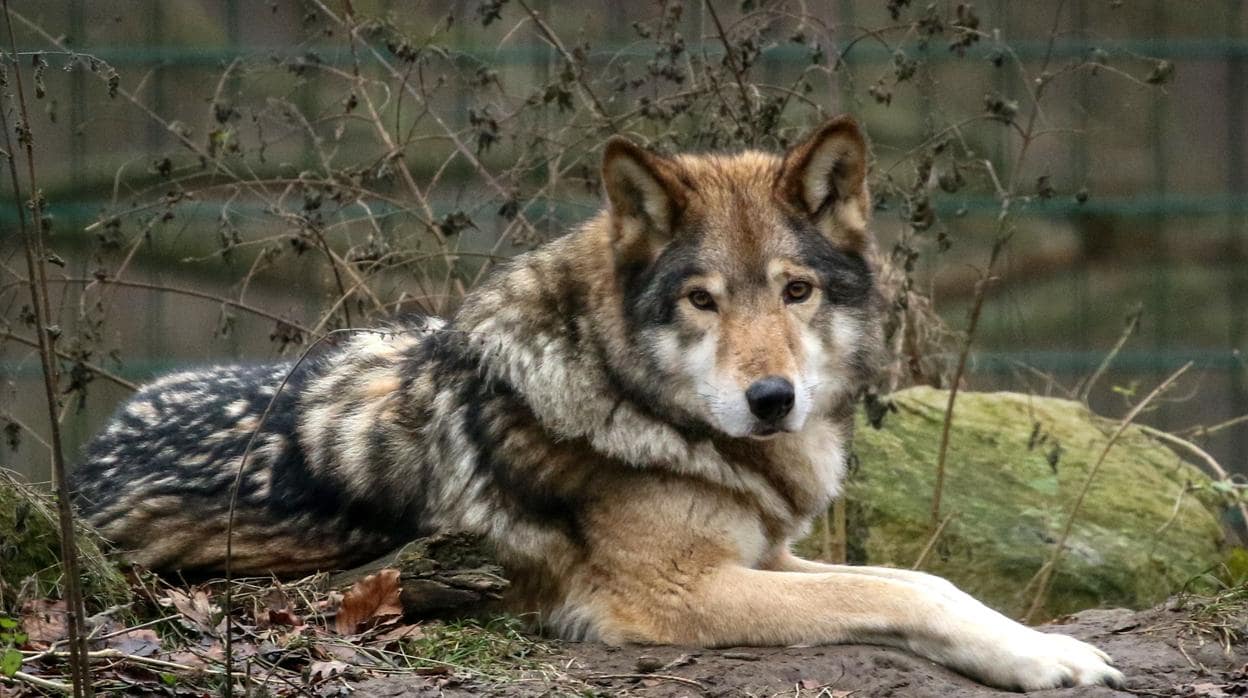Alemania quiere flexibilizar la normativa para cazar lobos