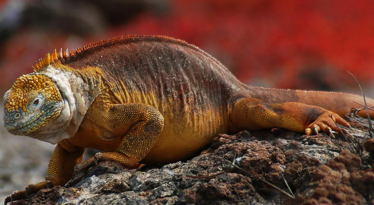 Iguana terrestre de las Galápagos (Conolophus subcristatus)