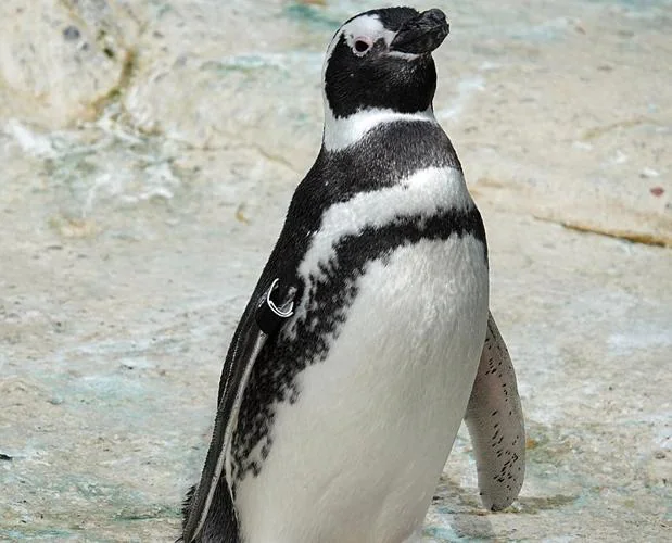 Resuelto el misterio de por qué las «pingüinas» se quedan varadas en la costa sudamericana