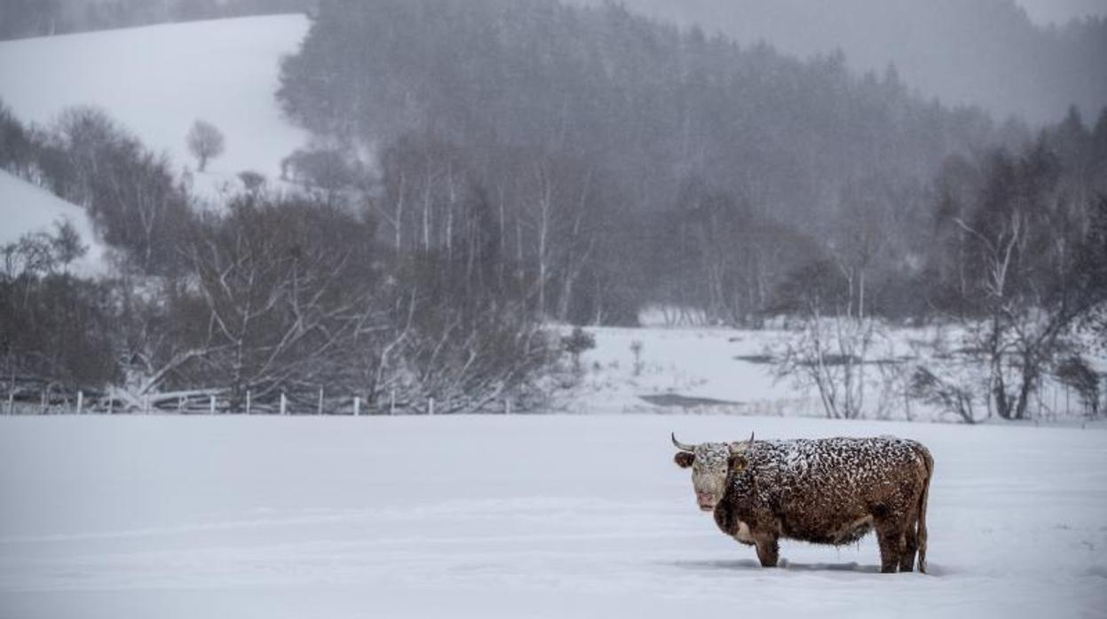 Una vaca pasta en un campo cubierto de nieve en la montañas Ore, en el pueblo fronterizo con Alemania Vysluni (República Checa)