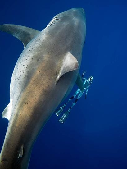 El tiburón blanco más grande del mundo aparece por sorpresa entre los buzos en Hawái