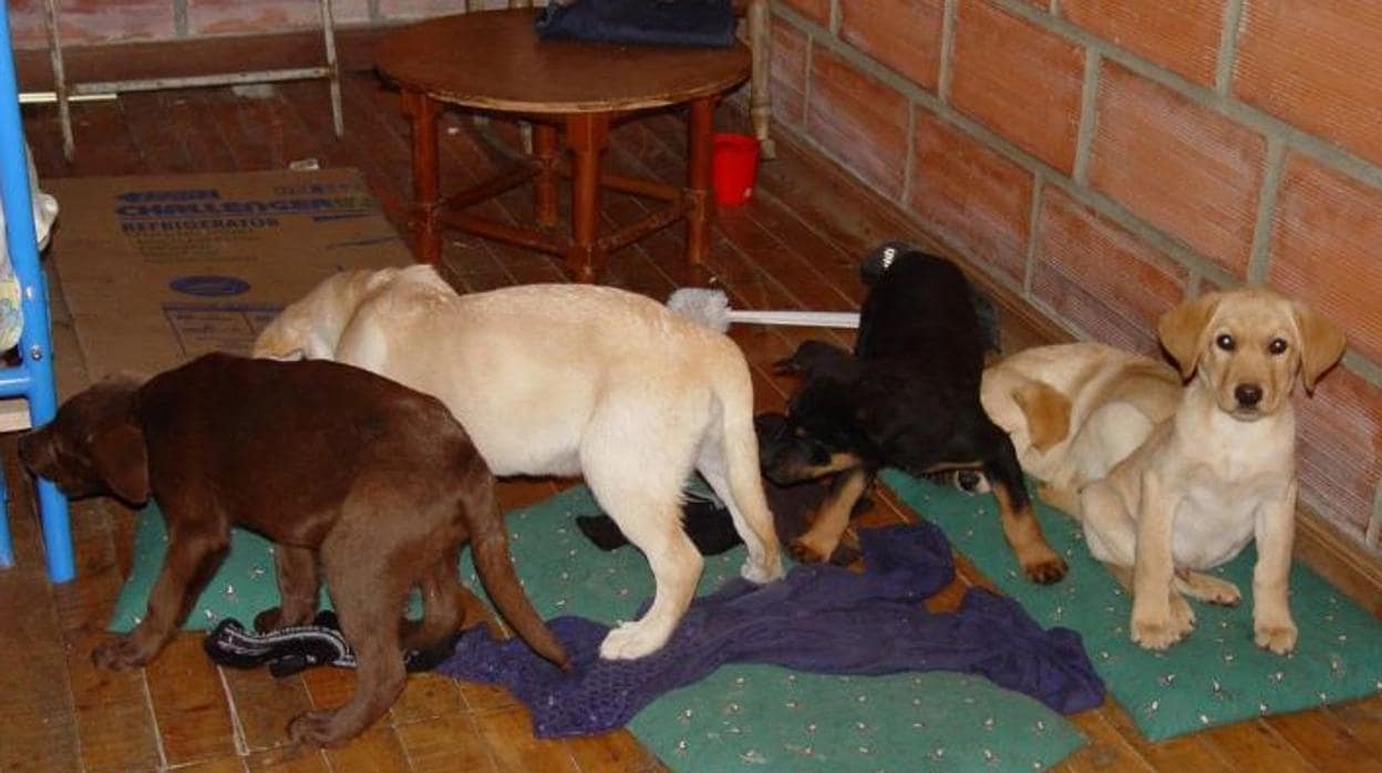 Mandan a prisión a un veterinario colombiano que inyectaba heroína a cachorros de perro