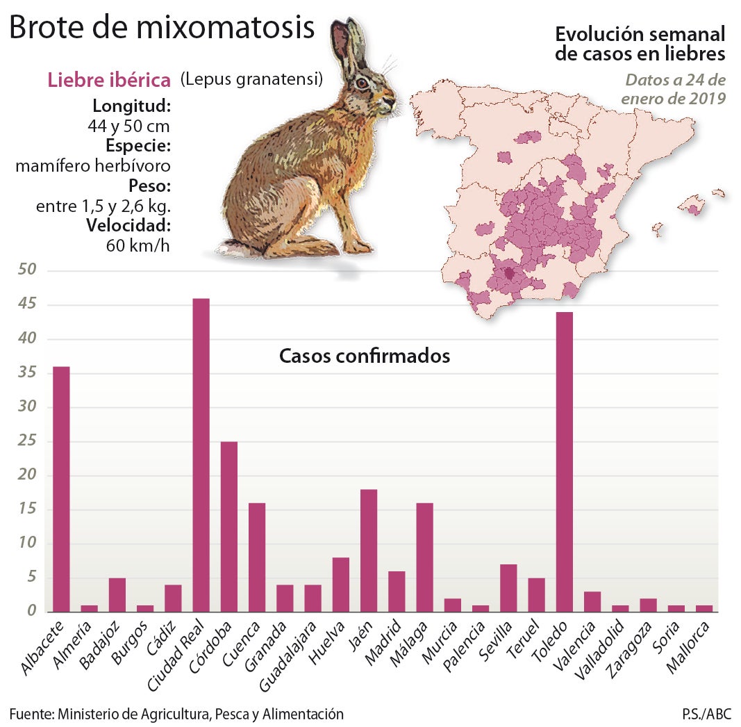 La «enfermedad de los conejos» muta letalmente contra la liebre ibérica