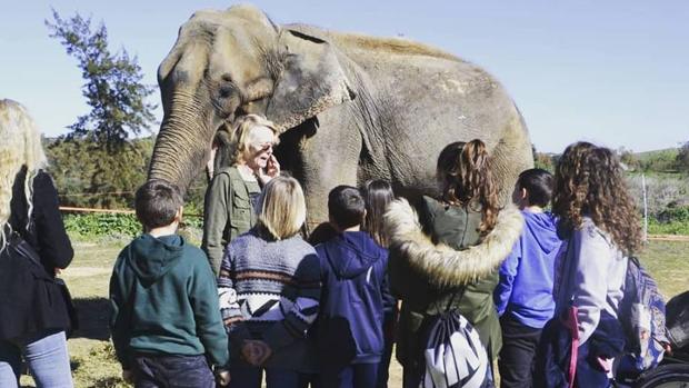 Polémica por la aparición de la elefanta Dumba «esquelética» en un zoo de Sevilla