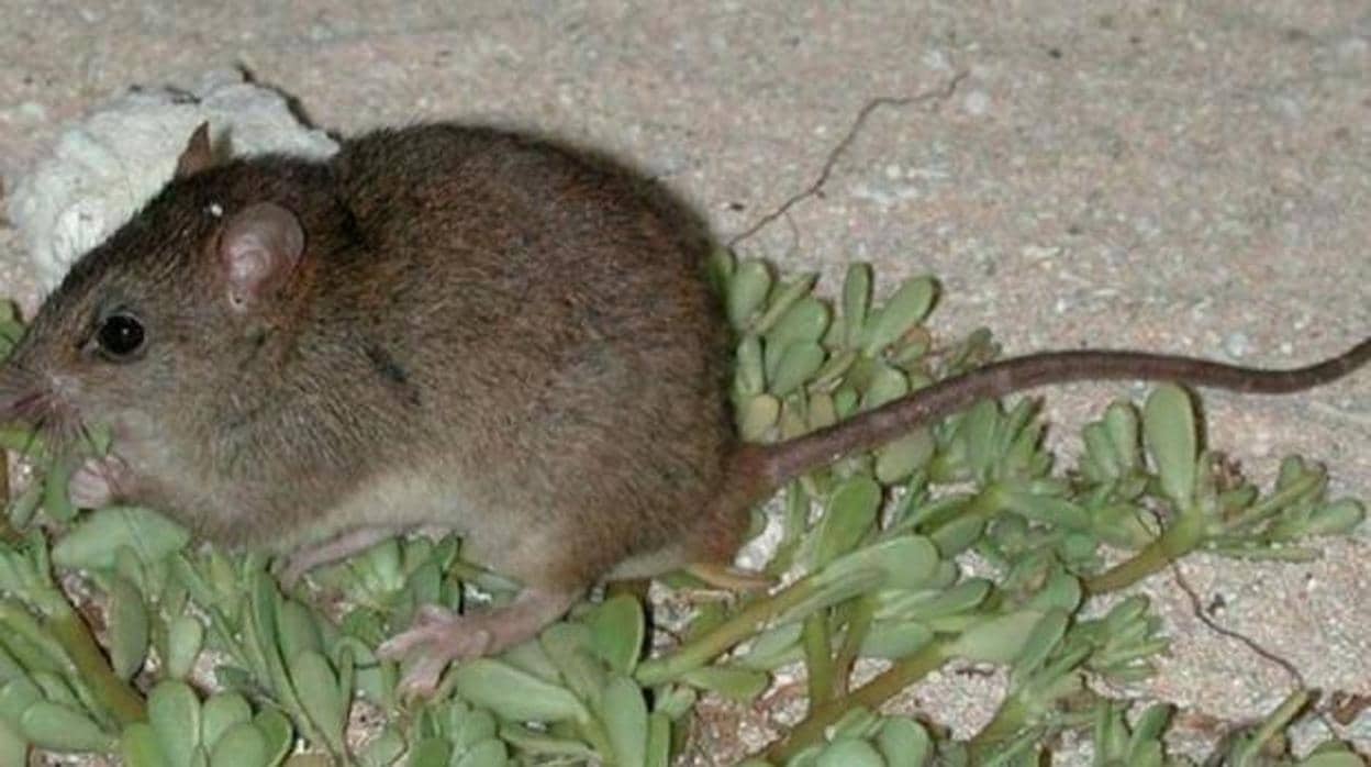 Australia reconoce la extinción del primer mamífero por el cambio climático