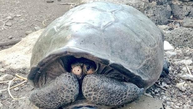 Hallan en Galápagos una tortuga gigante que se creía extinta desde hace cien años