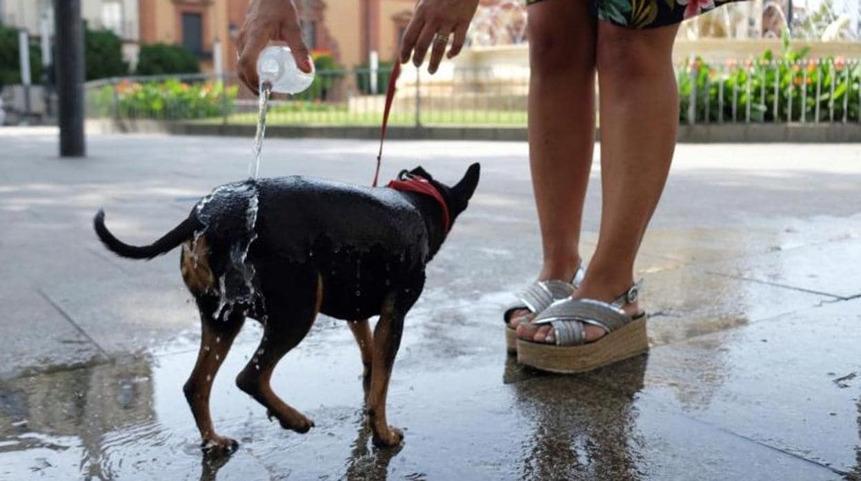 Una mujer refresca a su perro en una fuente