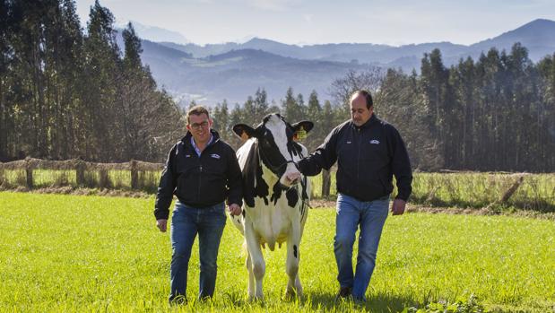 Se buscan niñer@s para las vacas asturianas