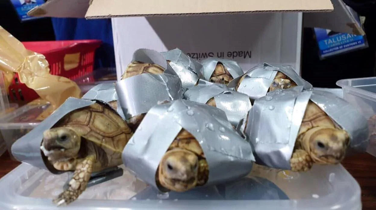Encuentran más de 1.500 tortugas envueltas en cinta aislante en maletas en Filipinas