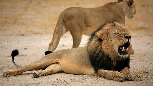 Un hombre muere tras ser atacado por un león que tenía en su casa en la República Checa