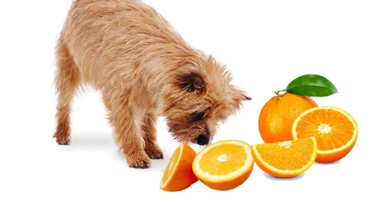 ¿Pueden los perros comer fruta?