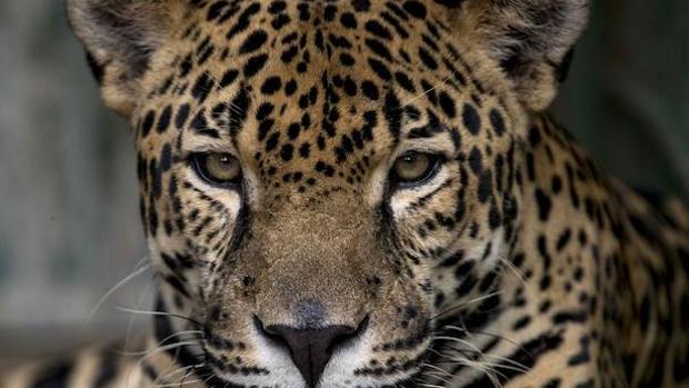 Un jaguar ataca a una mujer que se coló en el recinto del animal para hacerse un selfi