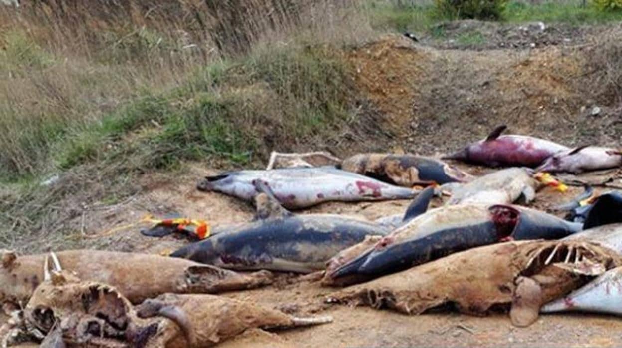 Imagen de los delfines mutilados hallados en Francia