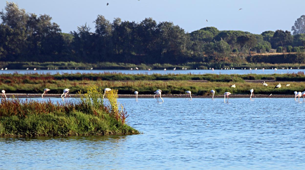 Los proyectos de gas podrían poner en peligro el Parque Nacional de Doñana