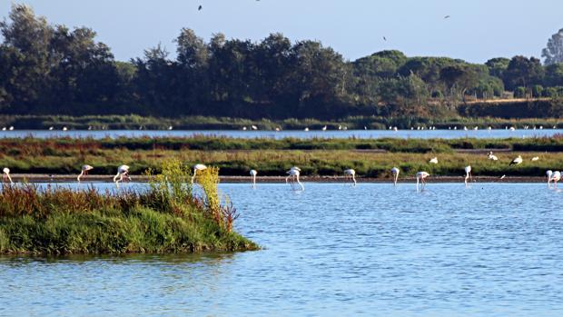 El Parlamento Europeo pide paralizar los proyectos gasísticos en Doñana